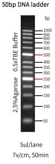 GenieLadder 50 bp DNA Ladder