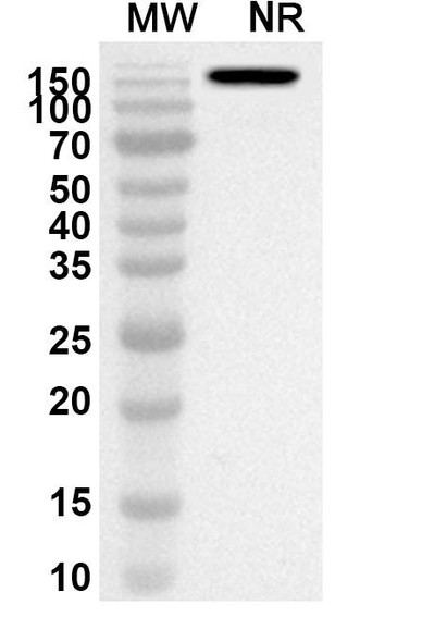 Anti-Rosopatamab Polyclonal Antibody