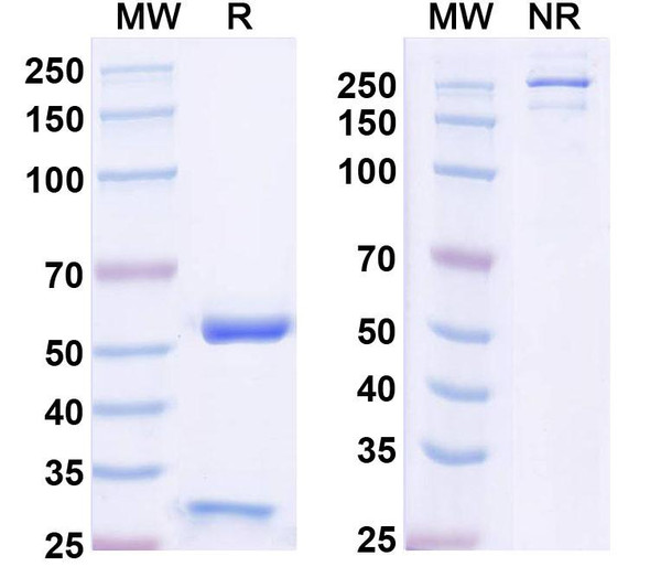 Anti-Nivolumab Neutralizing Antibody [SAA2575]