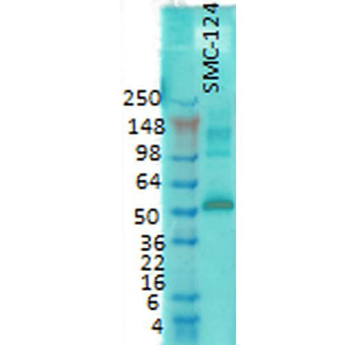 Western Blot analysis of Rat brain membrane lysate showing detection of CaMKII protein using Mouse Anti-CaMKII Monoclonal Antibody, Clone 6G9 (STMA00015). Primary Antibody: Mouse Anti-CaMKII Monoclonal Antibody (STMA00015) at 1:1000.