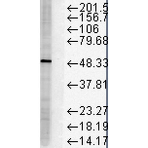 Western Blot analysis of Human Cervical cancer cell line (HeLa) lysate showing detection of FKBP51 protein using Mouse Anti-FKBP51 Monoclonal Antibody, Clone Hi51B (STMA00021). Load: 15 µg. Block: 1.5% BSA for 30 minutes at RT. Primary Antibody: Mouse Anti-FKBP51 Monoclonal Antibody (STMA00021) at 1:1000 for 2 hours at RT. Secondary Antibody: Sheep Anti-Mouse IgG: HRP for 1 hour at RT.