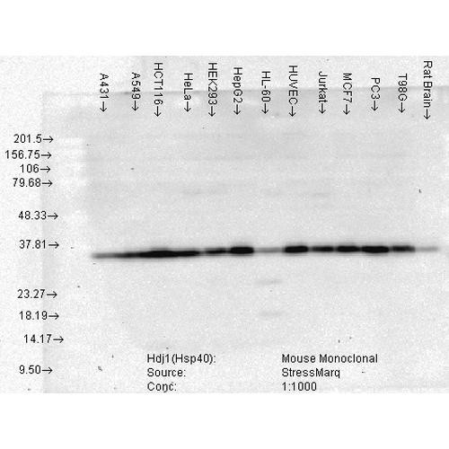 Western Blot analysis of Human Cell lysates showing detection of Hsp40 protein using Mouse Anti-Hsp40 Monoclonal Antibody, Clone 3B9.E6 (STMA00026). Load: 15 µg. Block: 1.5% BSA for 30 minutes at RT. Primary Antibody: Mouse Anti-Hsp40 Monoclonal Antibody (STMA00026) at 1:1000 for 2 hours at RT. Secondary Antibody: Sheep Anti-Mouse IgG: HRP for 1 hour at RT.