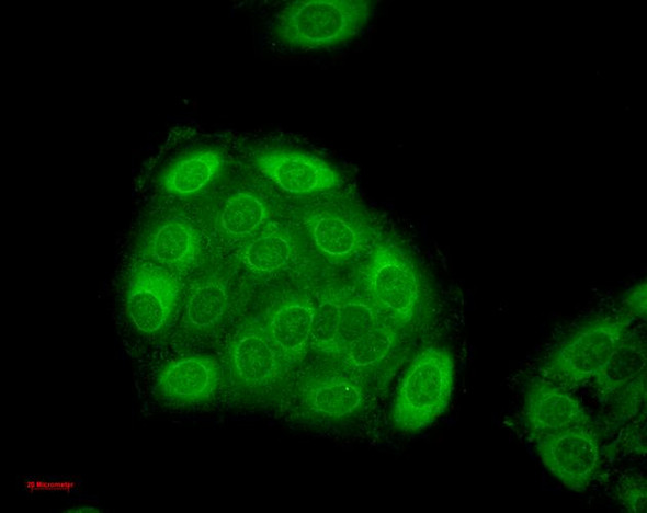 Immunocytochemistry/Immunofluorescence analysis using Mouse Anti-Hsp27 Monoclonal Antibody, Clone 5D12-A3 (STMA00037). Tissue: HaCaT cells. Species: Human. Fixation: Cold 100% methanol for 10 minutes at -20°C. Primary Antibody: Mouse Anti-Hsp27 Monoclonal Antibody (STMA00037) at 1:100 for 1 hour at RT. Secondary Antibody: FITC Goat Anti-Mouse (green) at 1:50 for 1 hour at RT.