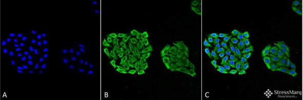 Immunocytochemistry/Immunofluorescence analysis using Mouse Anti-HSP70 Monoclonal Antibody, Clone 3A3 (STMA00039). Tissue: Cervical cancer cell line (HeLa). Species: Human. Fixation: 4% Formaldehyde for 15 min at RT. Primary Antibody: Mouse Anti-HSP70 Monoclonal Antibody (STMA00039) at 1:100 for 60 min at RT. Secondary Antibody: Goat Anti-Mouse ATTO 488 at 1:100 for 60 min at RT. Counterstain: DAPI (blue) nuclear stain at 1:5000 for 5 min RT.