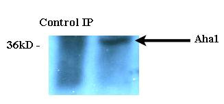 Immunoprecipitation analysis using Rat Anti-Aha1 Monoclonal Antibody, Clone 25F2.D9 (STMA00044). Tissue: HeLa cells. Species: Human. Primary Antibody: Rat Anti-Aha1 Monoclonal Antibody (STMA00044) at 1:1000.
