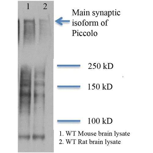 Western Blot analysis of Rat and mouse brain lysates showing detection of Piccolo protein using Mouse Anti-Piccolo Monoclonal Antibody, Clone 6H9-B6 (STMA00050). Primary Antibody: Mouse Anti-Piccolo Monoclonal Antibody (STMA00050) at 1:1000. (1) Mouse brain lysate; (2) Rat brain lysate.