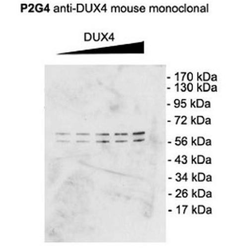 Western Blot analysis of Mouse C2C12 cell lysate showing detection of DUX4 protein using Mouse Anti-DUX4 Monoclonal Antibody, Clone P2B1 (STMA00052). Primary Antibody: Mouse Anti-DUX4 Monoclonal Antibody (STMA00052) at 1:1000. Cells transfected with pCS2+DUX4 which, contains an additional upstream start site.