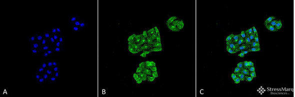 Immunocytochemistry/Immunofluorescence analysis using Mouse Anti-GRP78 Monoclonal Antibody, Clone 6H4-2G7 (STMA00054). Tissue: Cervical cancer cell line (HeLa). Species: Human. Fixation: 4% Formaldehyde for 15 min at RT. Primary Antibody: Mouse Anti-GRP78 Monoclonal Antibody (STMA00054) at 1:100 for 60 min at RT. Secondary Antibody: Goat Anti-Mouse ATTO 488 at 1:100 for 60 min at RT.