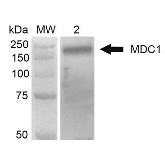 Western Blot analysis of Human Embryonic kidney epithelial cell line (HEK293T) lysate showing detection of 184 kDa MDC1 protein using Mouse Anti-MDC1 Monoclonal Antibody, Clone P2B11 (STMA00055). Lane 1: MW ladder. Lane 2: 293Trap cell lysates. Load: 30 µg. Block: 5% Skim Milk in 1X TBST. Primary Antibody: Mouse Anti-MDC1 Monoclonal Antibody (STMA00055) at 1:1000 for 2 hours RT.