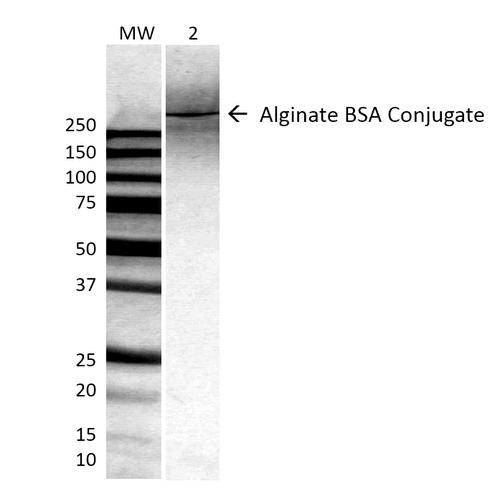 Western Blot analysis of ALL BSA-Alginate Conjugate showing detection of ~250 kDa Alginate protein using Mouse Anti-Alginate Monoclonal Antibody, Clone 4B10-1C5 (STMA00060). Lane 1: MW ladder. Lane 2: 0.625ug BSA:Alginate. Load: 0.625 µg. Block: 5% milk + TBST for 1 hour at RT. Primary Antibody: Mouse Anti-Alginate Monoclonal Antibody (STMA00060) at 1:500 for 1 hour at RT. Secondary Antibody: HRP Goat Anti-Mouse at 1:100 for 1 hour at RT.