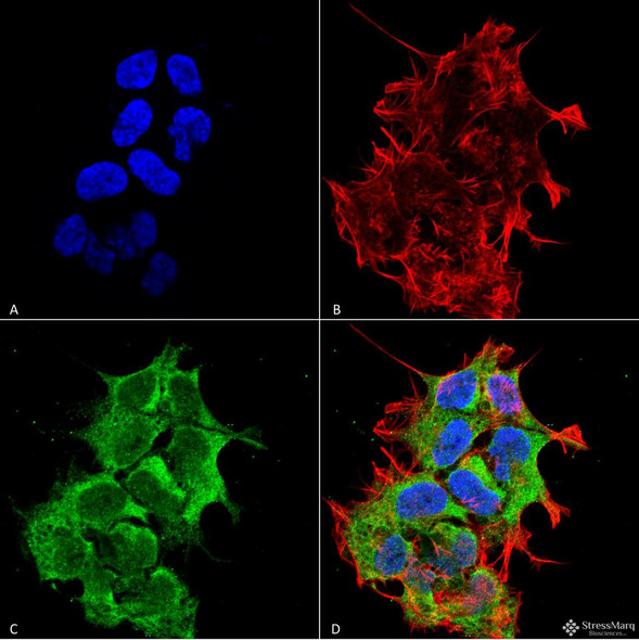 Immunocytochemistry/Immunofluorescence analysis using Mouse Anti-GRP170 Monoclonal Antibody, Clone 6E3-2C3 (STMA00067). Tissue: Neuroblastoma cell line (SK-N-BE). Species: Human. Fixation: 4% Formaldehyde for 15 min at RT. Primary Antibody: Mouse Anti-GRP170 Monoclonal Antibody (STMA00067) at 1:100 for 60 min at RT. Secondary Antibody: Goat Anti-Mouse ATTO 488 at 1:100 for 60 min at RT.