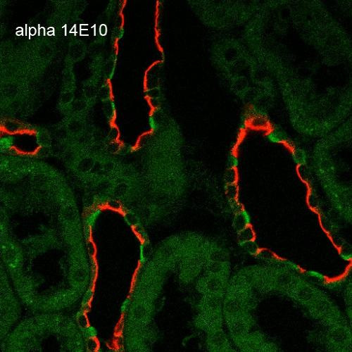 Immunohistochemistry analysis using Mouse Anti-ENaC alpha Monoclonal Antibody, Clone 14E10 (STMA00071). Tissue: Kidney. Species: Rat. Fixation: Paraffin-embedded formalin-fixed. Primary Antibody: Mouse Anti-ENaC alpha Monoclonal Antibody (STMA00071) at 1:100. Secondary Antibody: Goat Anti-Mouse ATTO 488 (green). Localization: Intercalated cells. Aquaporin 2 Antibody staining in red.