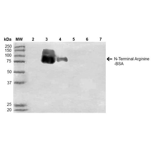 Western Blot analysis of N-terminal Arginine-BSA showing detection of 67 kDa N-terminal Arginylation protein using Mouse Anti-N-terminal Arginylation Monoclonal Antibody, Clone 11G1 (STMA00075). Lane 1: Molecular Weight Ladder (MW). Lane 2: BSA. Lane 3: RDHKH-BSA. Lane 4: REHKH-BSA. Lane 5: HKH-BSA. Lane 6: HKERD-BSA. Lane 7: HKRRE-BSA. Load: 0.5 µg. Block: 5% Skim Milk in 1X TBST.