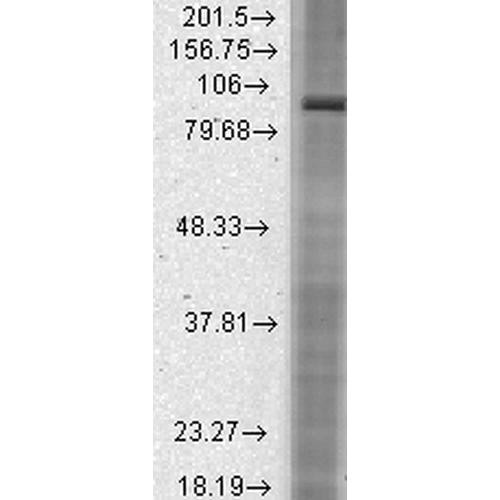 Western Blot analysis of Rat brain membrane lysate showing detection of HCN2 protein using Mouse Anti-HCN2 Monoclonal Antibody, Clone S71 (STMA00084). Load: 15 µg. Block: 1.5% BSA for 30 minutes at RT. Primary Antibody: Mouse Anti-HCN2 Monoclonal Antibody (STMA00084) at 1:1000 for 2 hours at RT. Secondary Antibody: Sheep Anti-Mouse IgG: HRP for 1 hour at RT.