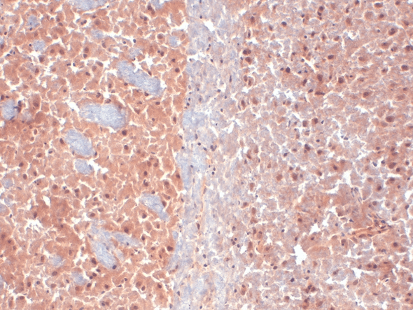 Immunohistochemistry analysis using Mouse Anti-KCNQ4 Monoclonal Antibody, Clone N43/6 (STMA00086). Tissue: frozen brain section. Species: Mouse. Fixation: 10% Formalin Solution for 12-24 hours at RT. Primary Antibody: Mouse Anti-KCNQ4 Monoclonal Antibody (STMA00086) at 1:1000 for 1 hour at RT. Secondary Antibody: HRP/DAB Detection System: Biotinylated Goat Anti-Mouse, Streptavidin Peroxidase, DAB Chromogen (brown) for 30 minutes at RT.
