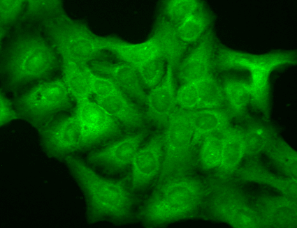 Immunocytochemistry/Immunofluorescence analysis using Mouse Anti-GABA A Receptor Monoclonal Antibody, Clone N151/3 (STMA00103). Tissue: HaCaT cells. Species: Human. Fixation: Cold 100% methanol for 10 minutes at -20°C. Primary Antibody: Mouse Anti-GABA A Receptor Monoclonal Antibody (STMA00103) at 1:100 for 1 hour at RT. Secondary Antibody: FITC Goat Anti-Mouse (green) at 1:50 for 1 hour at RT. Localization: Diffuse cytoplasm and dull nuclei.