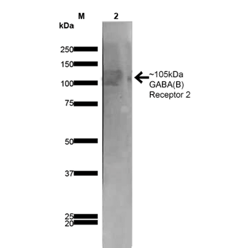 Western Blot analysis of Rat Brain Membrane showing detection of ~105 kDa GABA B Receptor 2 protein using Mouse Anti-GABA B Receptor 2 Monoclonal Antibody, Clone N81/2 (STMA00117). Lane 1: MW Ladder. Lane 2: Rat Brain Membrane (10 µg). Load: 10 µg. Block: 5% milk. Primary Antibody: Mouse Anti-GABA B Receptor 2 Monoclonal Antibody (STMA00117) at 1:1000 for 1 hour at RT. Secondary Antibody: Goat Anti-Mouse IgG: HRP at 1:200 for 1 hour at RT.