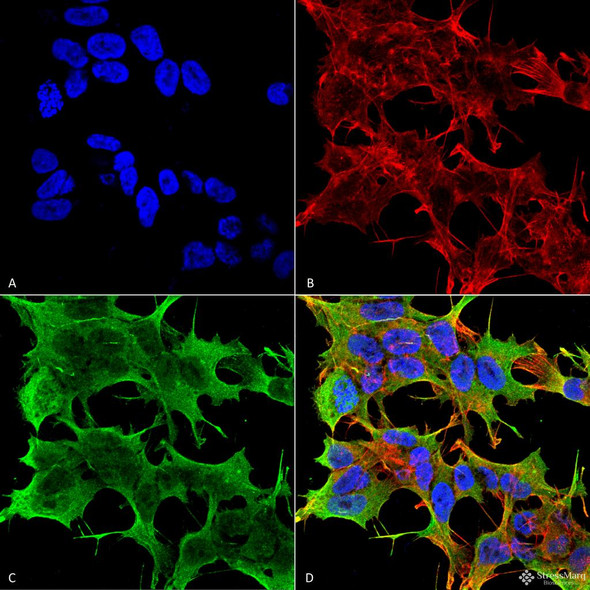 Immunocytochemistry/Immunofluorescence analysis using Mouse Anti-GluA1 Glutamate Receptor Monoclonal Antibody, Clone N355/1 (STMA00140). Tissue: Neuroblastoma cell line (SK-N-BE). Species: Human. Fixation: 4% Formaldehyde for 15 min at RT. Primary Antibody: Mouse Anti-GluA1 Glutamate Receptor Monoclonal Antibody (STMA00140) at 1:100 for 60 min at RT. Secondary Antibody: Goat Anti-Mouse ATTO 488 at 1:100 for 60 min at RT.