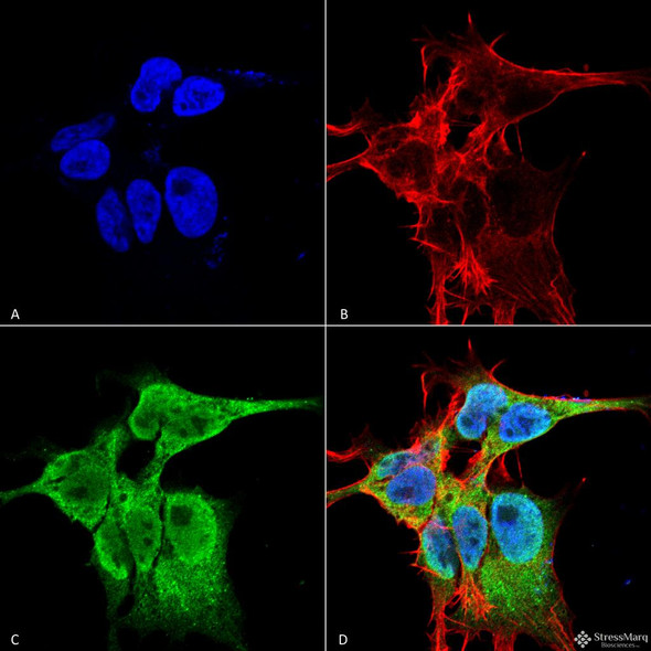 Immunocytochemistry/Immunofluorescence analysis using Mouse Anti-FHF2A (FGF13) Monoclonal Antibody, Clone N235/22 (STMA00147). Tissue: Neuroblastoma cell line (SK-N-BE). Species: Human. Fixation: 4% Formaldehyde for 15 min at RT. Primary Antibody: Mouse Anti-FHF2A (FGF13) Monoclonal Antibody (STMA00147) at 1:100 for 60 min at RT. Secondary Antibody: Goat Anti-Mouse ATTO 488 at 1:100 for 60 min at RT.