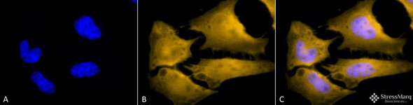 Immunocytochemistry/Immunofluorescence analysis using Rat Anti-HSF1 Monoclonal Antibody, Clone 10H4 (STMA00162). Tissue: Heat Shocked cervical cancer cells (HeLa). Species: Human. Fixation: 2% Formaldehyde for 20 min at RT. Primary Antibody: Rat Anti-HSF1 Monoclonal Antibody (STMA00162) at 1:100 for 12 hours at 4°C. Secondary Antibody: R-PE Goat Anti-Rat (yellow) at 1:200 for 2 hours at RT.