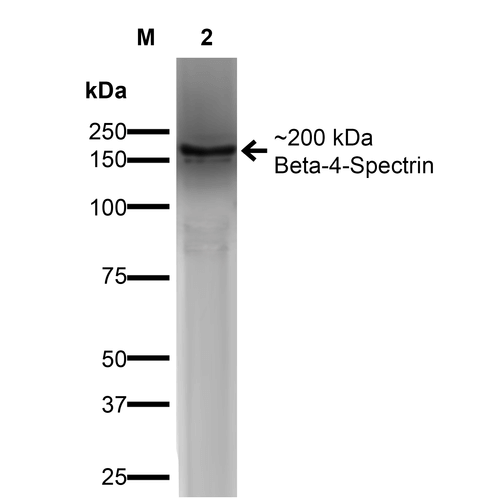 Western Blot analysis of Monkey COS-Beta-4-Spectrin-His showing detection of ~ 200 kDa Beta-4-Spectrin protein using Mouse Anti-Beta-4-Spectrin Monoclonal Antibody, Clone N393/2 (STMA00165). Lane 1: MW Ladder. Lane 2: COS-Beta-4-Spectrin-His. Load: 15 µg. Block: 2% GE Healthcare Blocker for 1 hour at RT. Primary Antibody: Mouse Anti-Beta-4-Spectrin Monoclonal Antibody (STMA00165) at 1:1000 for 16 hours at 4°C.