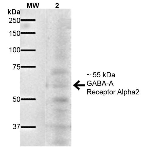 Western Blot analysis of Mouse Brain showing detection of ~55 kDa GABA A Receptor Alpha 2 protein using Mouse Anti-GABA A Receptor Alpha 2 Monoclonal Antibody, Clone N399/19 (STMA00166). Lane 1: MW Ladder. Lane 2: Mouse Brain. Load: 20 µg. Primary Antibody: Mouse Anti-GABA A Receptor Alpha 2 Monoclonal Antibody (STMA00166) at 1:1000 for 16 hours at 4°C. Secondary Antibody: Goat Anti-Mouse IgG: HRP at 1:200 for 1 hour at RT.
