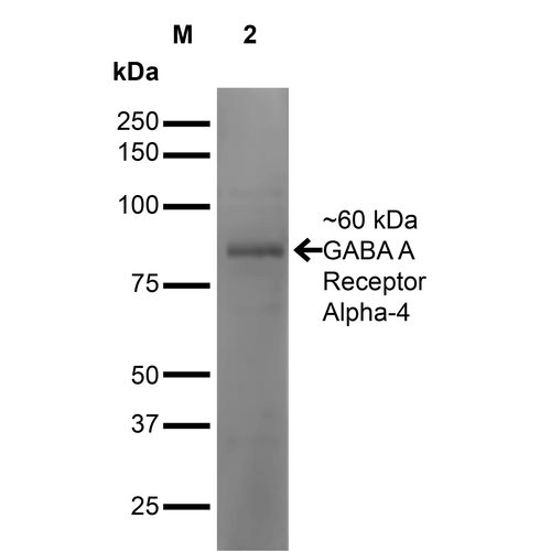 Western Blot analysis of Mouse Brain showing detection of ~60 kDa GABA-A-Receptor-Alpha4 protein using Mouse Anti-GABA-A-Receptor-Alpha4 Monoclonal Antibody, Clone N398A/34 (STMA00168). Lane 1: MW Ladder. Lane 2: Mouse Brain. Load: 20 µg. Block: 2% GE Healthcare Blocker for 1 hour at RT. Primary Antibody: Mouse Anti-GABA-A-Receptor-Alpha4 Monoclonal Antibody (STMA00168) at 1:1000 for 16 hours at 4°C.