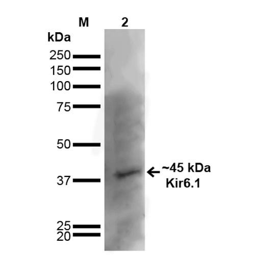 Western Blot analysis of Rat Brain showing detection of ~45 kDa Kir6.1 protein using Mouse Anti-Kir6.1 Monoclonal Antibody, Clone N366/60 (STMA00170). Lane 1: MW Ladder. Lane 2: Rat Brain. Load: 20 µg. Block: 2% GE Healthcare Blocker for 1 hour at RT. Primary Antibody: Mouse Anti-Kir6.1 Monoclonal Antibody (STMA00170) at 1:1000 for 16 hours at 4°C. Secondary Antibody: Goat Anti-Mouse IgG: HRP at 1:200 for 1 hour at RT.