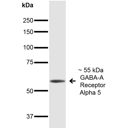 Western Blot analysis of Mouse Brain showing detection of ~55 kDa GABA A Receptor Alpha 5 protein using Mouse Anti-GABA A Receptor Alpha 5 Monoclonal Antibody, Clone N415/24 (STMA00171). Lane 1: MW Ladder. Lane 2: Mouse Brain. Load: 20 µg. Primary Antibody: Mouse Anti-GABA A Receptor Alpha 5 Monoclonal Antibody (STMA00171) at 1:1000 for 16 hours at 4°C. Secondary Antibody: Goat Anti-Mouse IgG: HRP at 1:200 for 1 hour at RT.