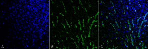 Immunohistochemistry analysis using Mouse Anti-Citrulline Monoclonal Antibody, Clone 6C2.1 (STMA00174). Tissue: Colon tissue. Species: Mouse. Fixation: Formalin fixed, paraffin embedded. Primary Antibody: Mouse Anti-Citrulline Monoclonal Antibody (STMA00174) at 1:25 for 1 hour at RT. Secondary Antibody: Goat Anti-Mouse IgG: Alexa Fluor 488. Counterstain: DAPI (blue) nuclear stain. Magnification: 63X. (A) DAPI (blue) nuclear stain.