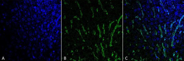 Immunohistochemistry analysis using Mouse Anti-Citrulline Monoclonal Antibody, Clone 6C2.1 (STMA00174). Tissue: Colon tissue. Species: Mouse. Fixation: Formalin fixed, paraffin embedded. Primary Antibody: Mouse Anti-Citrulline Monoclonal Antibody (STMA00174) at 1:25 for 1 hour at RT. Secondary Antibody: Goat Anti-Mouse IgG: Alexa Fluor 488. Counterstain: DAPI (blue) nuclear stain. Magnification: 63X. (A) DAPI (blue) nuclear stain.