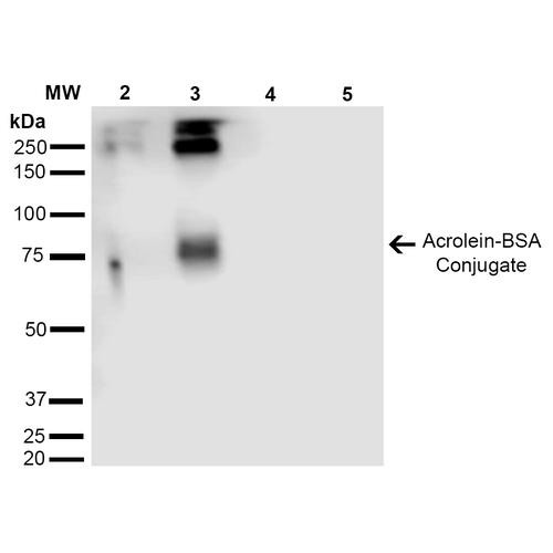 Western Blot analysis of Acrolein-BSA Conjugate showing detection of 67 kDa Acrolein protein using Mouse Anti-Acrolein Monoclonal Antibody, Clone 2H2 (STMA00177). Lane 1: Molecular Weight Ladder (MW). Lane 2: Acrolein-BSA (0.5 µg). Lane 3: Acrolein-BSA (2.0 µg). Lane 4: BSA (0.5 µg). Lane 5: BSA (2.0 µg). Block: 5% Skim Milk in TBST. Primary Antibody: Mouse Anti-Acrolein Monoclonal Antibody (STMA00177) at 1:1000 for 2 hours at RT.