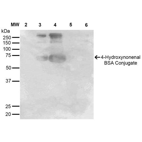 Western Blot analysis of 4-hydroxy-nonenal-BSA Conjugate showing detection of 67 kDa 4-hydroxy-nonenal protein using Mouse Anti-4-hydroxy-nonenal Monoclonal Antibody, Clone 12F7 (STMA00182). Lane 1: Molecular Weight Ladder (MW). Lane 2: BSA (0.5 µg). Lane 3: 4-hydroxyl nonenal-BSA (0.5 µg). Lane 4: 4-hydroxy nonenal-BSA (2.0 µg). Lane 5: 4-hydroxy-2-hexenal (0.5 µg). Lane 6: 4-hydroxy-2-hexenal (2.0 µg). Block: 5% Skim Milk in TBST.