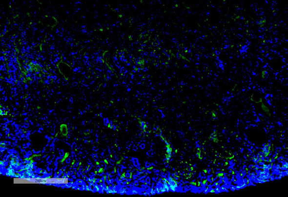Immunohistochemistry analysis using Mouse Anti-Malondialdehyde Monoclonal Antibody, Clone 11E3 (STMA00185). Tissue: Kidney. Species: Mouse. Primary Antibody: Mouse Anti-Malondialdehyde Monoclonal Antibody (STMA00185) at 1:100 for Overnight at 4C, then 30 min at 37C. Secondary Antibody: Goat Anti-Mouse IgG (H+L): FITC for 45 min at 37C. Counterstain: DAPI for 3 min at RT. Magnification: 10X.