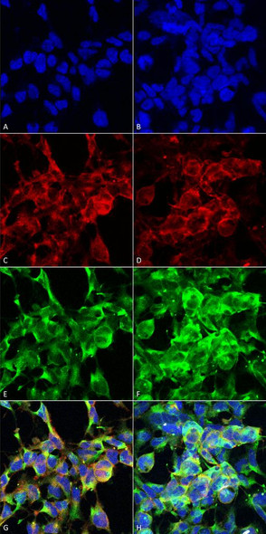 Immunocytochemistry/Immunofluorescence analysis using Mouse Anti-Methylglyoxal Monoclonal Antibody, Clone 9E7 (STMA00186). Tissue: Embryonic kidney epithelial cell line (HEK293). Species: Human. Fixation: 5% Formaldehyde for 5 min. Primary Antibody: Mouse Anti-Methylglyoxal Monoclonal Antibody (STMA00186) at 1:50 for 30-60 min at RT. Secondary Antibody: Goat Anti-Mouse Alexa Fluor 488 at 1:1500 for 30-60 min at RT.