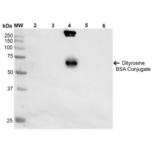 Western Blot analysis of Dityrosine-BSA Conjugate showing detection of 67 kDa Dityrosine protein using Mouse Anti-Dityrosine Monoclonal Antibody, Clone 10A6 (STMA00189). Lane 1: Molecular Weight Ladder (MW). Lane 2: BSA. Lane 3: 3,5-Dibromotyrosine-BSA. Lane 4: Dityrosine-BSA. Lane 5: Bromotyrosine-BSA. Lane 6: 7-ketocholesterol-BSA. Load: 1 µg. Block: 5% Skim Milk in TBST.
