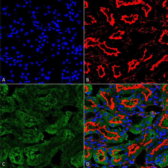 Immunohistochemistry analysis using Mouse Anti-Sulfotyrosine Monoclonal Antibody, Clone 12B11 (STMA00190). Tissue: kidney. Species: Human. Fixation: Formalin fixed, paraffin embedded. Primary Antibody: Mouse Anti-Sulfotyrosine Monoclonal Antibody (STMA00190) at 1:25 for 1 hour at RT. Secondary Antibody: Goat Anti-Mouse IgG: Alexa Fluor 488. Counterstain: Actin-binding Phalloidin-Alexa Fluor 633; DAPI (blue) nuclear stain. Magnification: 63X.