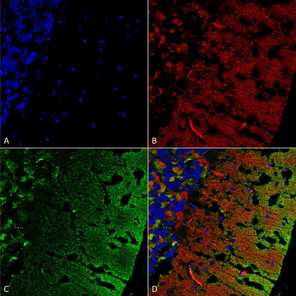 Immunohistochemistry analysis using Mouse Anti-Alpha Synuclein Monoclonal Antibody, Clone 3C11 (STMA00191). Tissue: cerebellum. Species: Rat. Fixation: Formalin fixed, paraffin embedded. Primary Antibody: Mouse Anti-Alpha Synuclein Monoclonal Antibody (STMA00191) at 1:25 for 1 hour at RT. Secondary Antibody: Goat Anti-Mouse IgG: Alexa Fluor 488. Counterstain: Actin-binding Phalloidin-Alexa Fluor 633; DAPI (blue) nuclear stain.