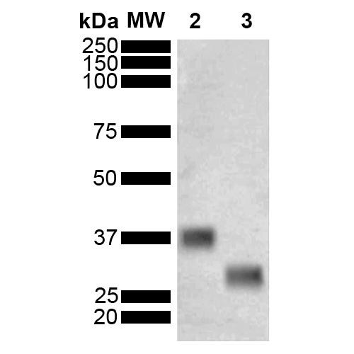 Western Blot analysis of Schistosoma japonicum Purified GST showing detection of 26 kDa GST protein using Mouse Anti-GST Monoclonal Antibody, Clone 3E2 (STMA00198). Lane 1: Molecular Weight Ladder (MW). Lane 2: Purified Pseudomonas aeruginosa Metallothionein (PmtA) GST tagged protein. Lane 3: GST. Load: 1 µg. Block: 5% Skim Milk powder in TBST. Primary Antibody: Mouse Anti-GST Monoclonal Antibody (STMA00198) at 1:1000 for 2 hours at RT.