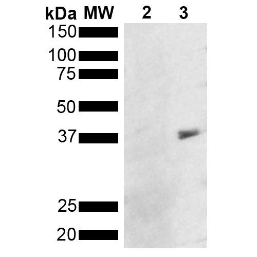 Western Blot analysis of Pseudomonas aeruginosa Metallothionein (PmtA) GST tagged showing detection of 36 kDa Metallothionein protein using Mouse Anti-Metallothionein Monoclonal Antibody, Clone 8D8 (STMA00202). Lane 1: Molecular Weight Ladder (MW). Lane 2: GST. Lane 3: Purified Pseudomonas aeruginosa Metallothionein (PmtA) GST tagged. Load: 1 µg. Block: 5% Skim Milk powder in TBST.