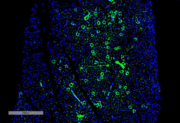 Immunohistochemistry analysis using Mouse Anti-Parvalbumin Monoclonal Antibody, Clone C12 (STMA00205). Tissue: Thyroid. Species: Mouse. Primary Antibody: Mouse Anti-Parvalbumin Monoclonal Antibody (STMA00205) at 1:100 for Overnight at 4C, then 30 min at 37C. Secondary Antibody: Goat Anti-Mouse IgG (H+L): FITC for 45 min at 37C. Counterstain: DAPI for 3 min at RT. Magnification: 5X.