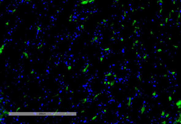 Immunohistochemistry analysis using Mouse Anti-VPS35 Monoclonal Antibody, Clone 8A3 (STMA00210). Tissue: Kidney. Species: Mouse. Primary Antibody: Mouse Anti-VPS35 Monoclonal Antibody (STMA00210) at 1:100 for Overnight at 4C, then 30 min at 37C. Secondary Antibody: Goat Anti-Mouse IgG (H+L): FITC for 45 min at 37C. Counterstain: DAPI for 3 min at RT. Magnification: 20X.
