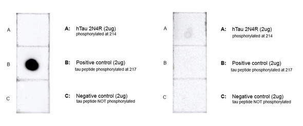 Dot Blot analysis of Human, Mouse, Rat Tau Peptide (pThr217) showing detection of Tau protein using Mouse Anti-Tau Monoclonal Antibody, Clone 15B7 (STMA00220). Panel A: hTau 2N4R monomer (pSer214) (2 ug). Panel B: Tau peptide (pThr217) (2 ug). Panel C: Tau peptide (non phospho) (2 ug). Load: 2ug. Block: 5% Skim Milk in 1X TBST. Primary Antibody: Mouse Anti-Tau Monoclonal Antibody (STMA00220) at 1:1000 for 1 hour at RT with shaking.