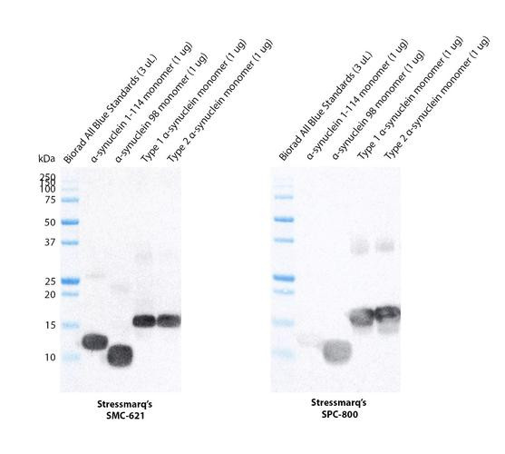 Western blot analysis comparing STMA00225 with STPA00086 showing differences in detection of Recombinant Human Alpha Synuclein aa 1-114 Monomer, Recombinant Human Alpha Synuclein-98 Monomer, and Recombinant Human Alpha Synuclein Full-length Monomers. Block: 5% skim milk for 1/2 hour at RT.