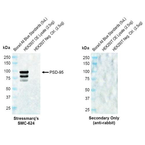 Western blot analysis with Rabbit Anti-PSD95 Monoclonal Antibody, Clone B14 (STMA00228) showing detection of Human PSD95 protein in a transient over-expression (OE) lysate (OriGene LY419977). Block: 2% skim milk + 2% BSA for 1 hour at RT. Primary Antibody: Rabbit Anti-Human PSD95 Recombinant Monoclonal [B14] (STMA00228) at 1:10,000 for 2 hours at RT. Secondary Antibody: Goat anti-rabbit IgG-HRP (H&L) at 1:5000 for 1 hour at RT.