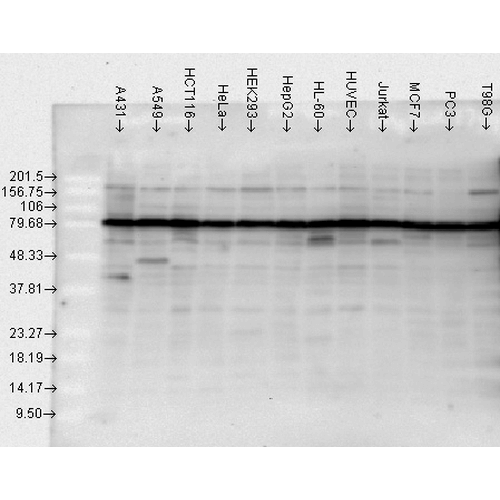 Western blot analysis of Human Cell line lysates showing detection of HSP90 protein using Rabbit Anti-HSP90 Polyclonal Antibody (STPA00003). Load: 2 µgHsp90beta. Block: 1.5% BSA for 30 minutes at RT. Primary Antibody: Rabbit Anti-HSP90 Polyclonal Antibody (STPA00003) at 1:10000 for 2 hours at RT. Secondary Antibody: Donkey Anti-Rabbit IgG: HRP for 1 hour at RT.