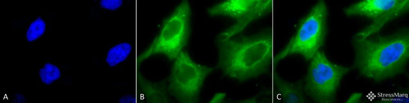 Immunocytochemistry/Immunofluorescence analysis using Rabbit Anti-Hsp90 Polyclonal Antibody (STPA00003). Tissue: Heat Shocked Cervical cancer cell line (HeLa). Species: Human. Fixation: 2% Formaldehyde for 20 min at RT. Primary Antibody: Rabbit Anti-Hsp90 Polyclonal Antibody (STPA00003) at 1:100 for 12 hours at 4°C. Secondary Antibody: FITC Goat Anti-Rabbit (green) at 1:200 for 2 hours at RT.