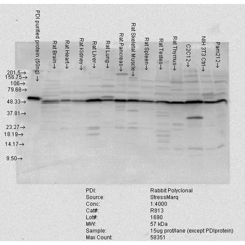 Western blot analysis of Rat tissue mix showing detection of PDI protein using Rabbit Anti-PDI Polyclonal Antibody (STPA00010). Load: 15 µgprotein. Block: 1.5% BSA. Primary Antibody: Rabbit Anti-PDI Polyclonal Antibody (STPA00010) at 1:4000 for 2 hours at RT. Secondary Antibody: Donkey Anti-Rabbit IgG: HRP for 1 hour at RT.