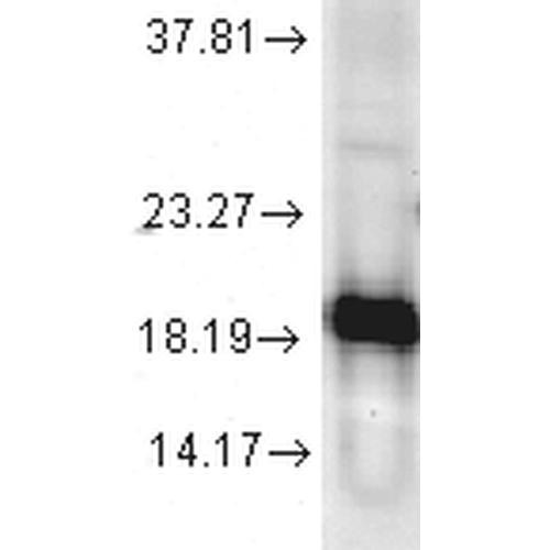 Western blot analysis of Human Cell line lysates showing detection of SOD1 (Cu/Zn) protein using Rabbit Anti-SOD1 (Cu/Zn) Polyclonal Antibody (STPA00011). Load: 15 µgprotein. Block: 1.5% BSA. Primary Antibody: Rabbit Anti-SOD1 (Cu/Zn) Polyclonal Antibody (STPA00011) at 1:1000 for 2 hours at RT. Secondary Antibody: Donkey Anti-Rabbit IgG: HRP for 1 hour at RT.