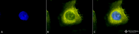 Immunocytochemistry/Immunofluorescence analysis using Rabbit Anti-CDC37 Polyclonal Antibody (STPA00020). Tissue: Heat Shocked Cervical cancer cell line (HeLa). Species: Human. Fixation: 2% Formaldehyde for 20 min at RT. Primary Antibody: Rabbit Anti-CDC37 Polyclonal Antibody (STPA00020) at 1:200 for 12 hours at 4°C. Secondary Antibody: R-PE Goat Anti-Rabbit (yellow) at 1:200 for 2 hours at RT.